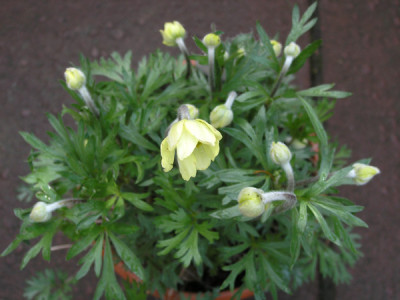 Anemone_palmata_300406_k.jpg