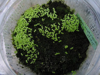 Sedum_sempervivoides_Samlinge.jpg