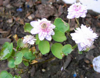 30.4.06.__Anemonella_thalictroides_Double_018.JPG