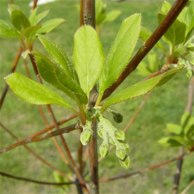 Webenkianthus.jpg