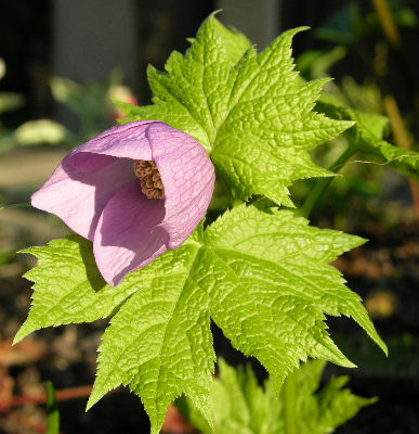 glaucidium_palmatum.JPG