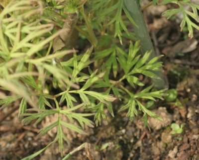 paeonia_delavayi_3119.jpg