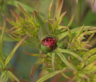 paeonia_delavayi_3120.jpg