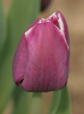tulipa_arabian_mystery_3122.jpg