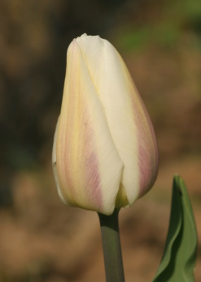 tulipa_white_marvel_3118.jpg