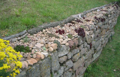 Sempervivum_Mauer_20060430.jpg