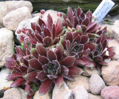 Sempervivum_montanum_Rubellum_20060430.jpg