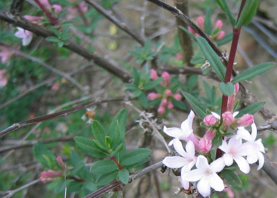 Lonicera_syringantha_230060430_01.jpg
