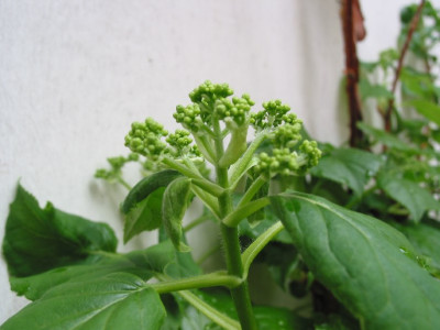 HORT_X.jpg