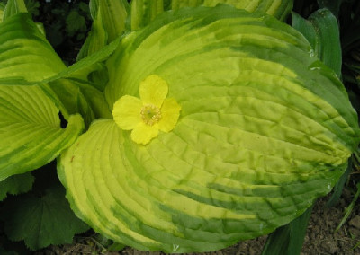 gelbe_hosta.jpg