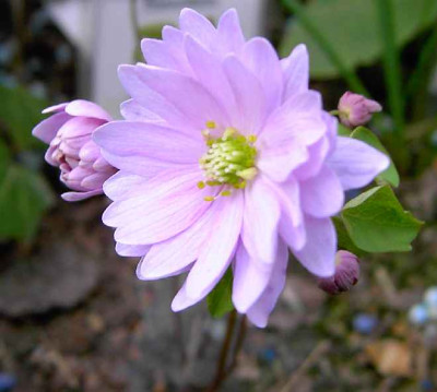 25.4.06.Anemonella_thalictoides_Pink_Flash__021.JPG