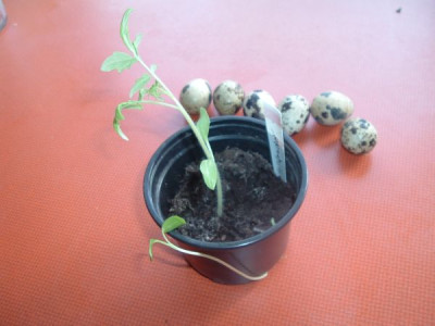 Tomate_mit_Unkraut.jpg