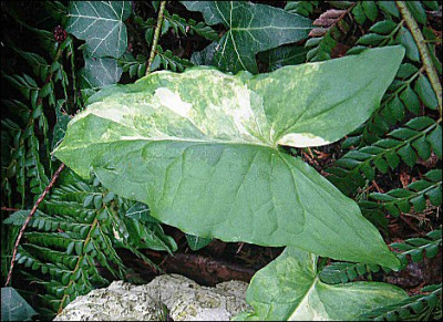 Arum_maculatum_Bacova.jpg
