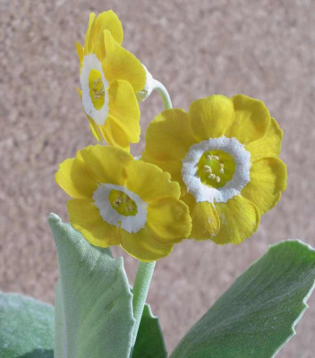 Primula_x_pubescens_Gleam_2006-04-30.JPG