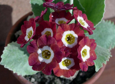 Primula_x_pubescens_Chaffinch_2006-04-30.JPG