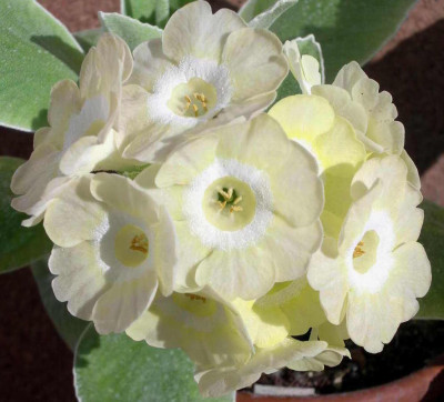 Primula_x_pubescens_Lucy_Locket_2006-04-30.JPG