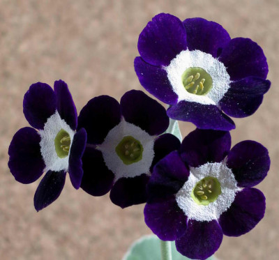 Primula_x_pubescens_Remus_2006-04-30.JPG