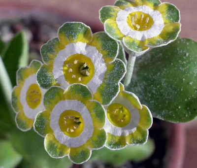 Primula_x_pubescens_Portree_2006-04-30.JPG