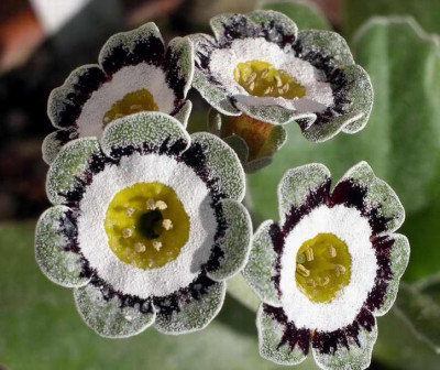 Primula_x_pubescens_Slioch_2006-04-30.JPG