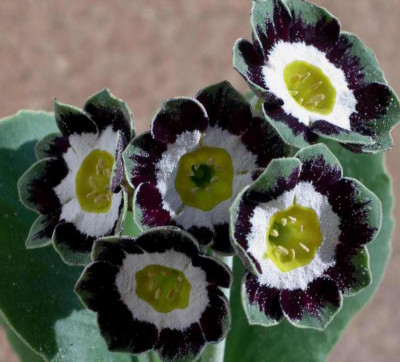 Primula_x_pubescens_Glenco_2006-04-30.JPG