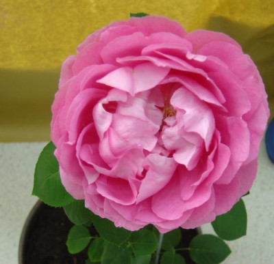 rosensteckling1.jpg