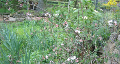 Lonicera_syringantha_230060430_02.jpg