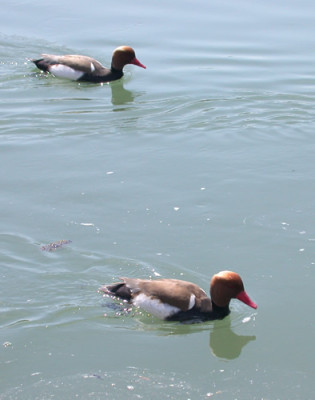 Mandarin-Ente_25433_94.jpg