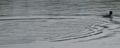 Gansesager_25335_92.jpg