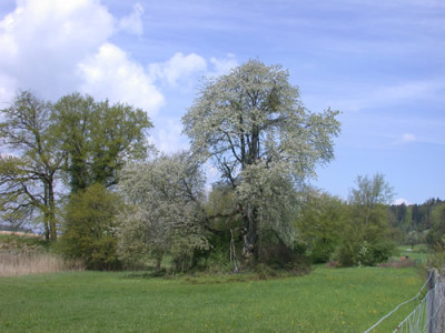 Kirschbaum_25446_86.jpg