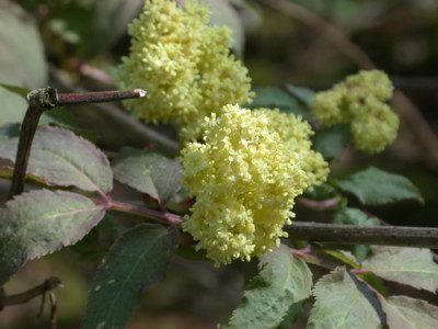 Roter_Holunder_25381_75.jpg