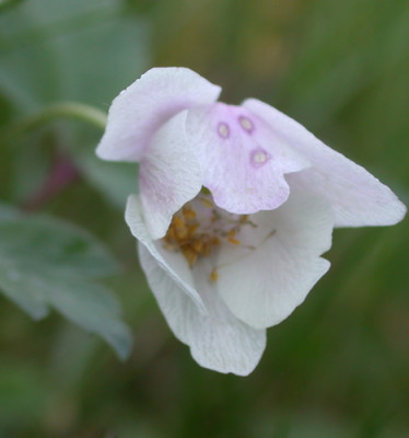 Busch-Windroschen_25396_95.jpg
