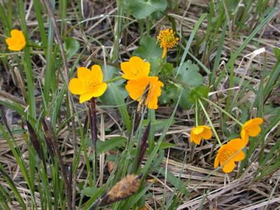 Sumpfdotterblume_25343_81.jpg