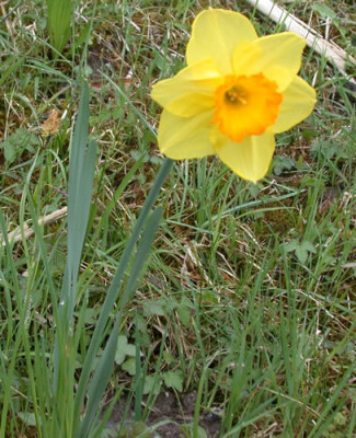Grosskronige_Narzisse_25340_78.jpg
