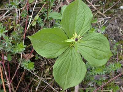 Einbeere_25355_84.jpg