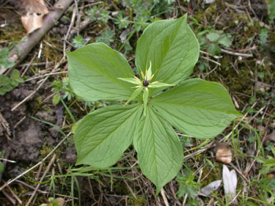 Einbeere_25356_84.jpg