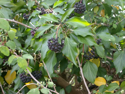 Efeu_25440_85.jpg