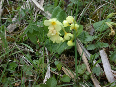 Waldschlusselblume_25342_82.jpg