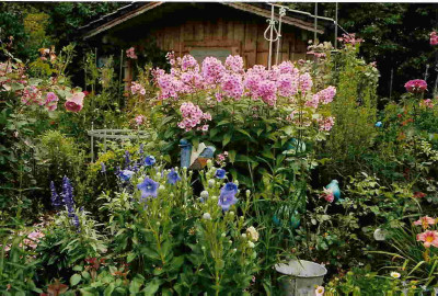 Phlox.jpg