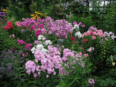 Phlox_im_Juli.jpg