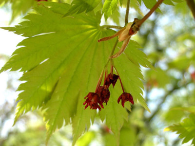 Acer_sieboldiana_Sode_no_uchi_k.jpg