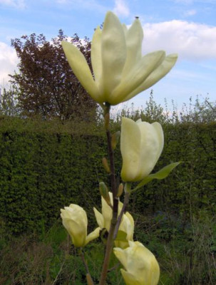 magnolia_brooklynensis_Elisabeth_F.JPG