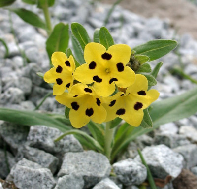 05010025_eArnebia_echioides.JPG