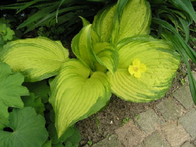gelbe_hosta_gesamtansicht.jpg
