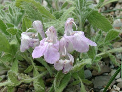 05010015_eSalvia_caespitosa.JPG