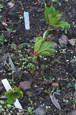 Glaucidium_palmatum_fars.jpg