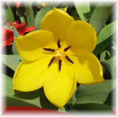 Tulpe28.04.06_014.jpg