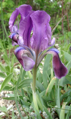 05010022_eIris_attica.JPG