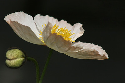 Papaver-in-Wei-vor-dunklem-Hintergrund.jpg