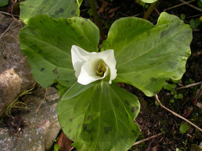 trillium_chloropetalum_giganteum1.jpg