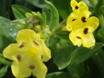 arnebiapulchra.jpg